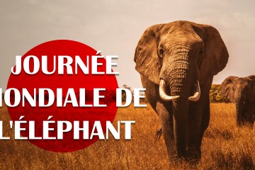 Éléphants et guerre de l'ivoire